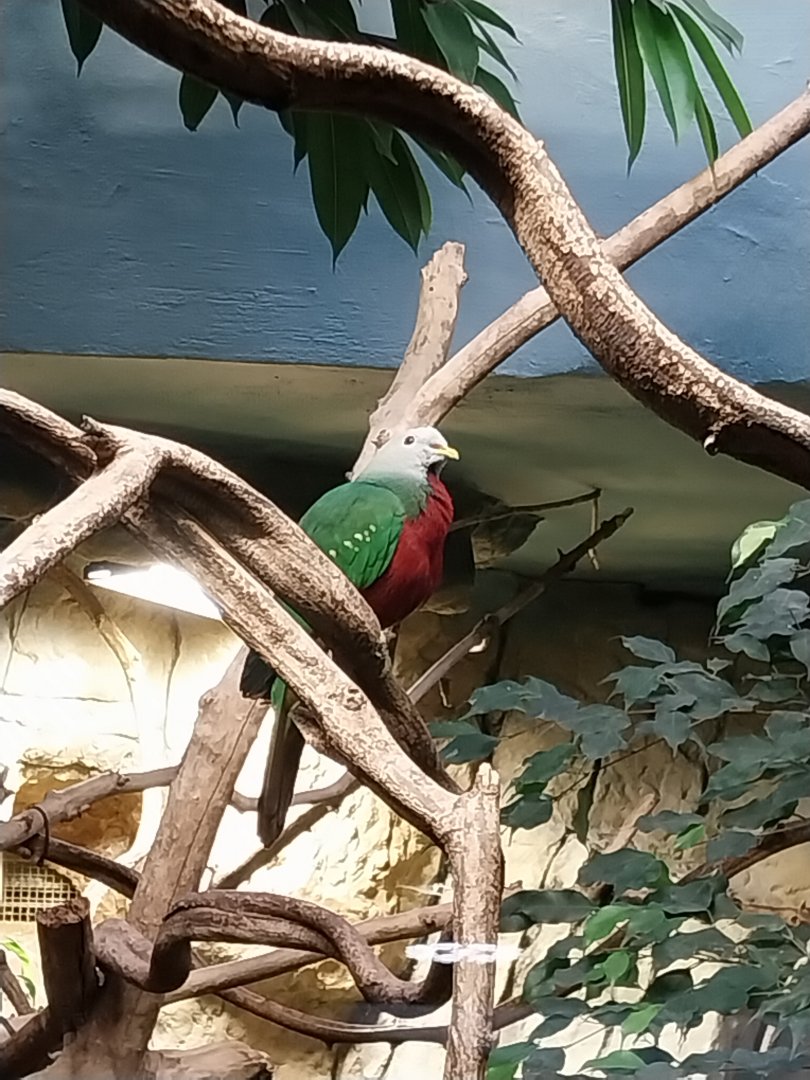 Birdhouse - Woompoo fruit-dove (Ptilinopus magnificus )