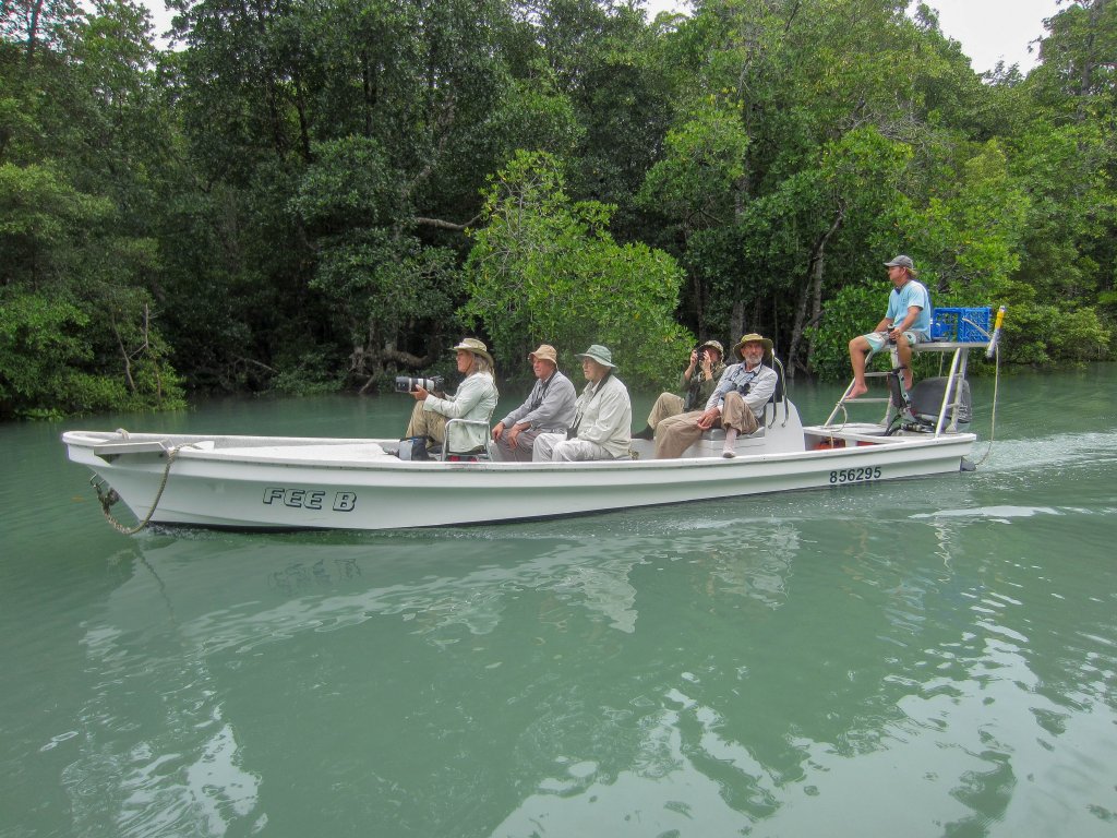Birding in the mangroves