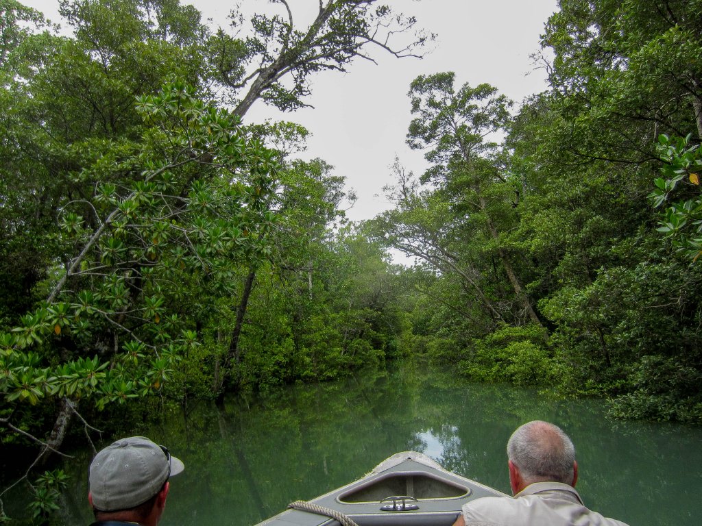 Birding in the mangroves