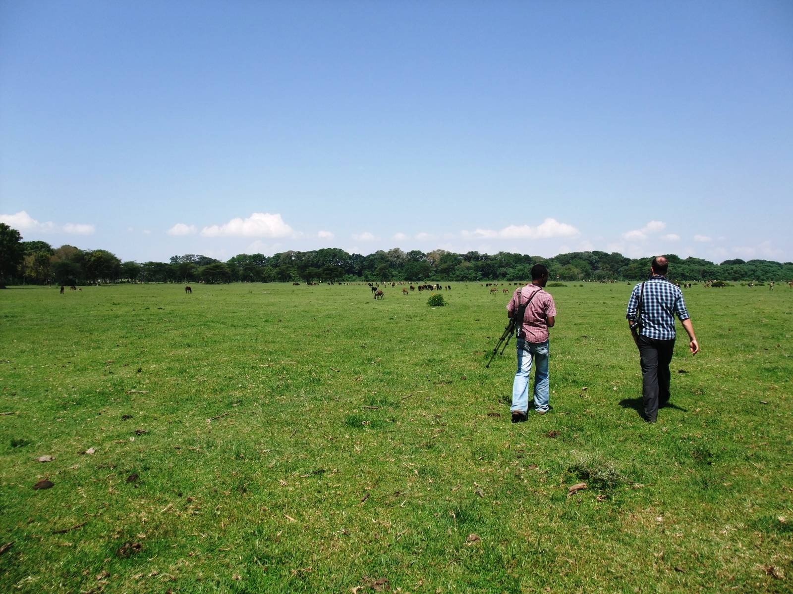 Birding on the Plain, behind Bishangari Lodge, 14/10/14
