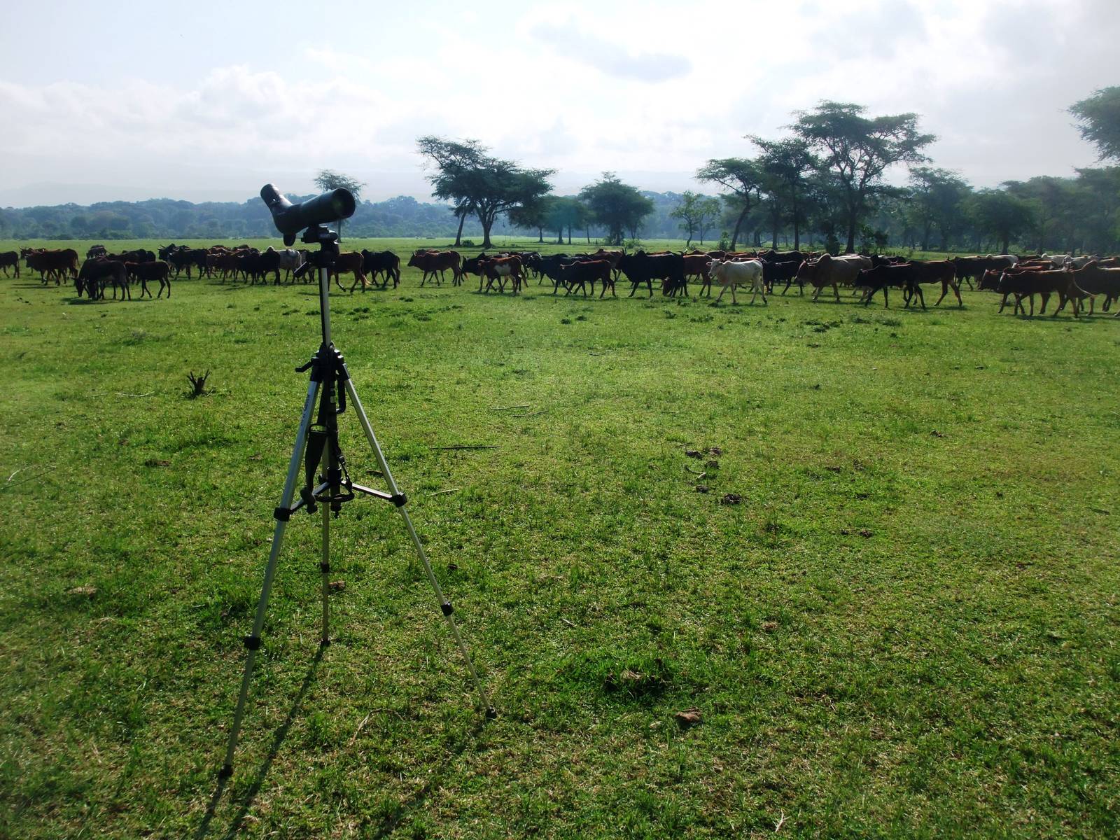 Birding on the Plain, behind Bishangari Lodge, 14/10/14