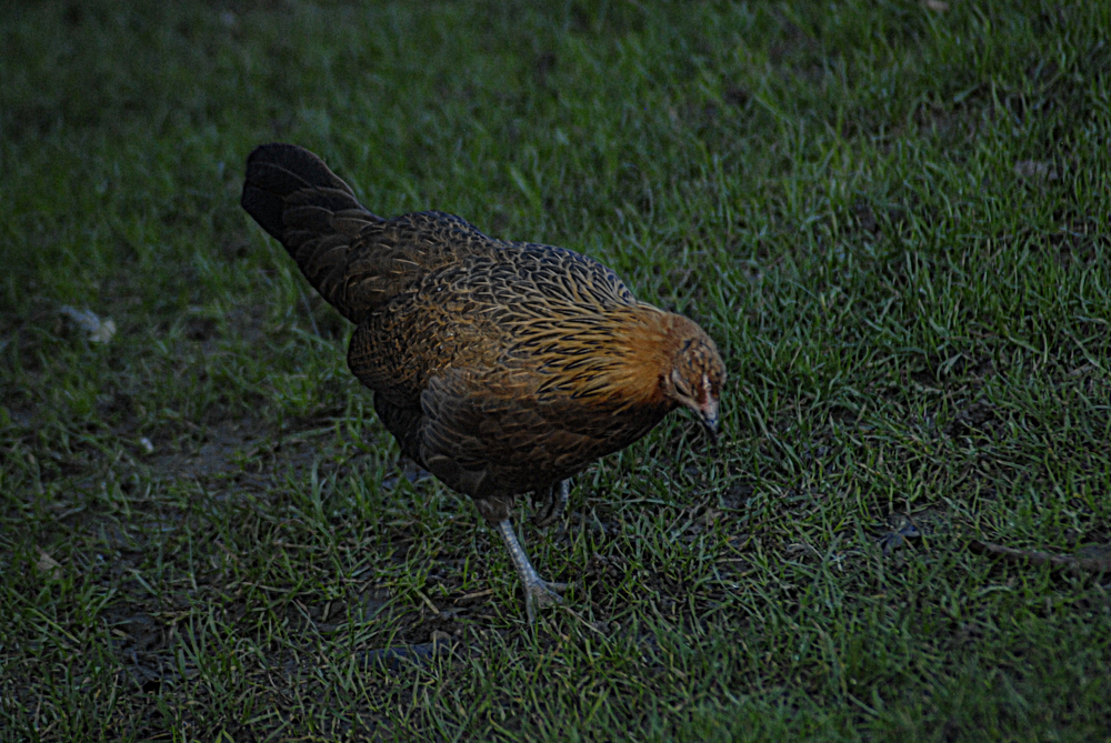 Birdland - Junglefowl ID?