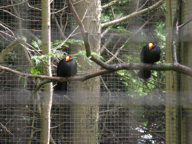 Birdland Park & Gardens 19.05.2007