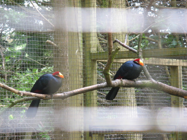 Birdland Park & Gardens 19.05.2007