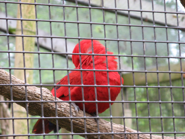 Birdland Park & Gardens 19.05.2007