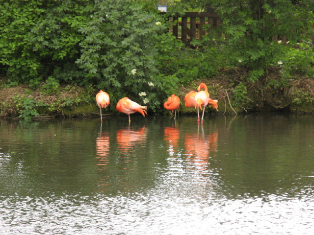 Birdland Park & Gardens 19.05.2007