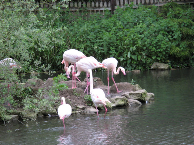 Birdland Park & Gardens 19.05.2007