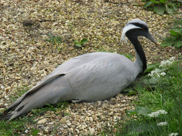 Birdland Park & Gardens 19.05.2007