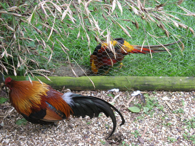 Birdland Park & Gardens 19.05.2007