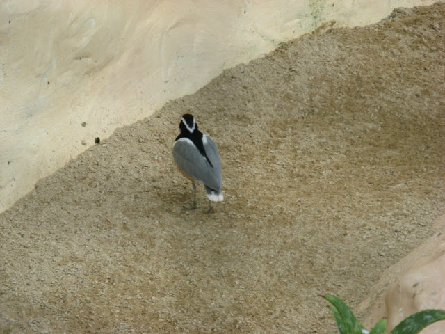 Birdland Park & Gardens 19.05.2007