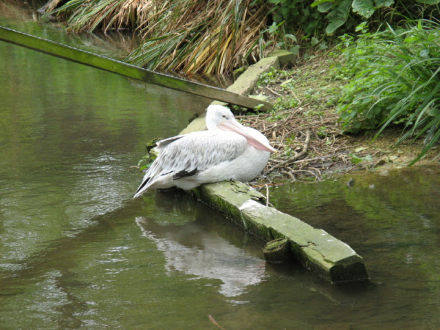 Birdland Park & Gardens 19.05.2007