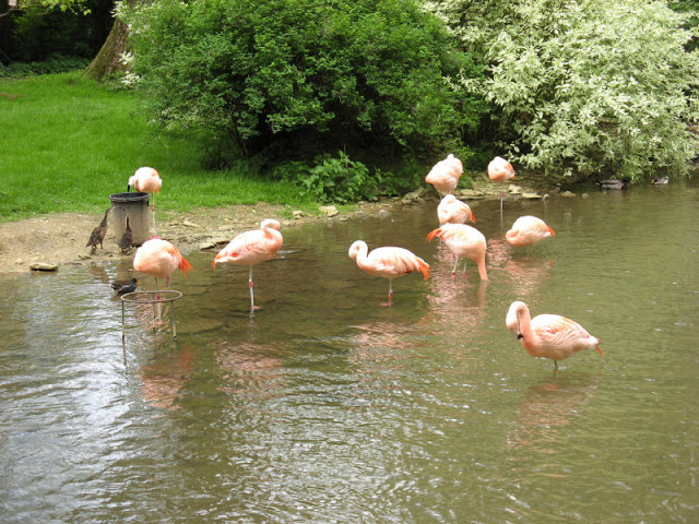 Birdland Park & Gardens 19.05.2007