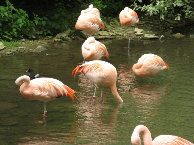 Birdland Park & Gardens 19.05.2007