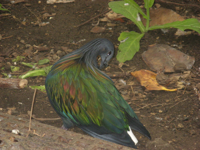 Birdland Park & Gardens 19.05.2007