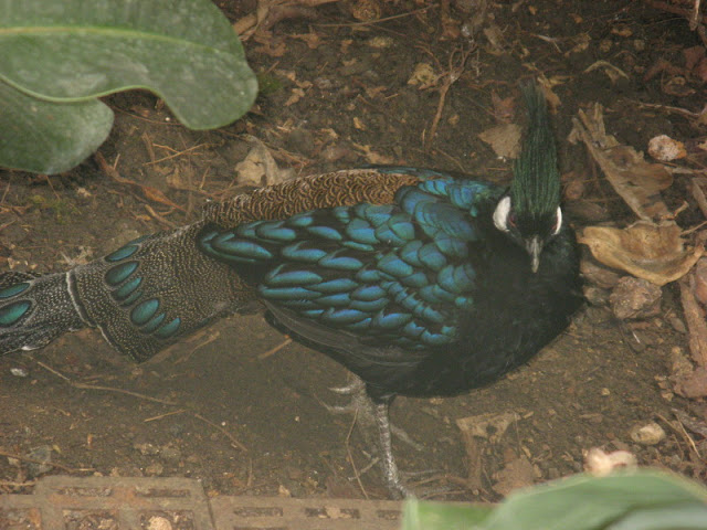 Birdland Park & Gardens 19.05.2007