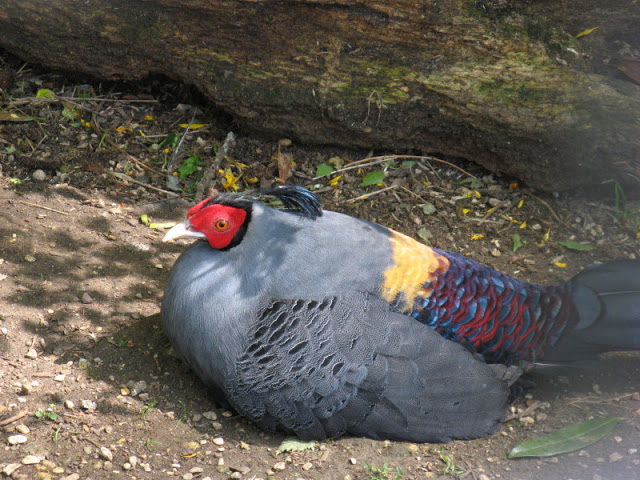 Birdland Park & Gardens 19.05.2007