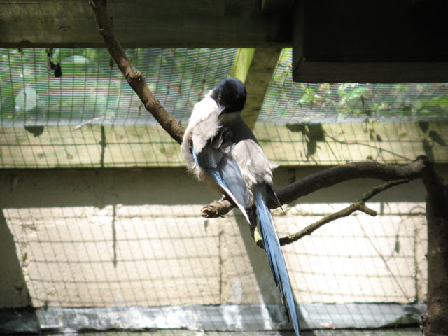 Birdland Park & Gardens 19.05.2007