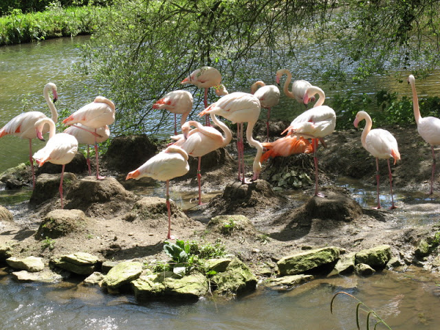 Birdland Park & Gardens 19.05.2007