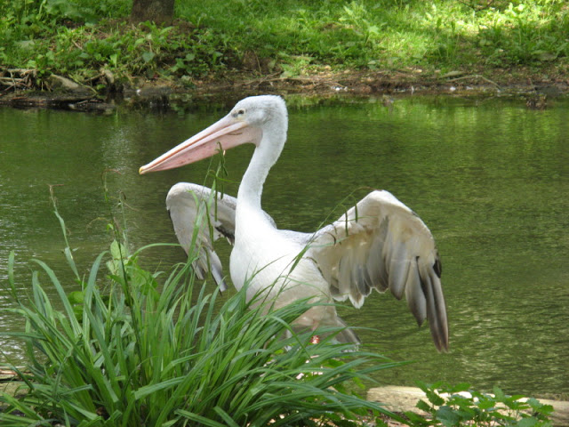 Birdland Park & Gardens 19.05.2007