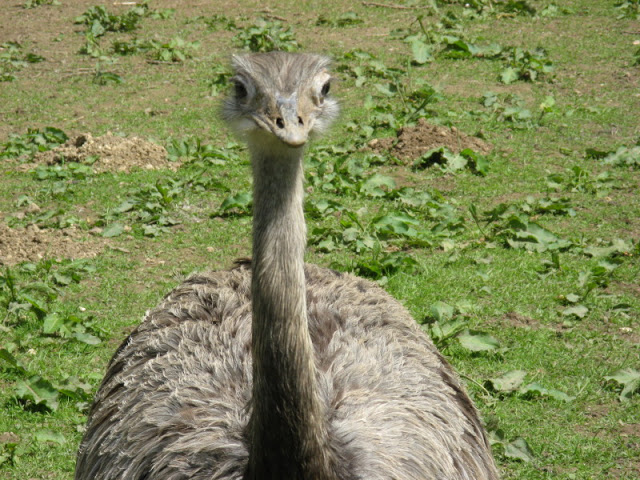 Birdland Park & Gardens 19.05.2007