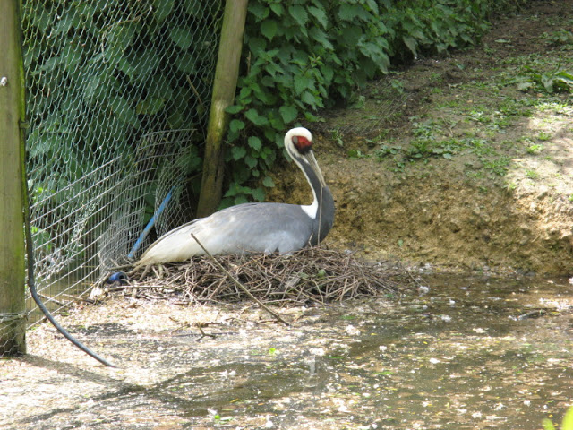 Birdland Park & Gardens 19.05.2007