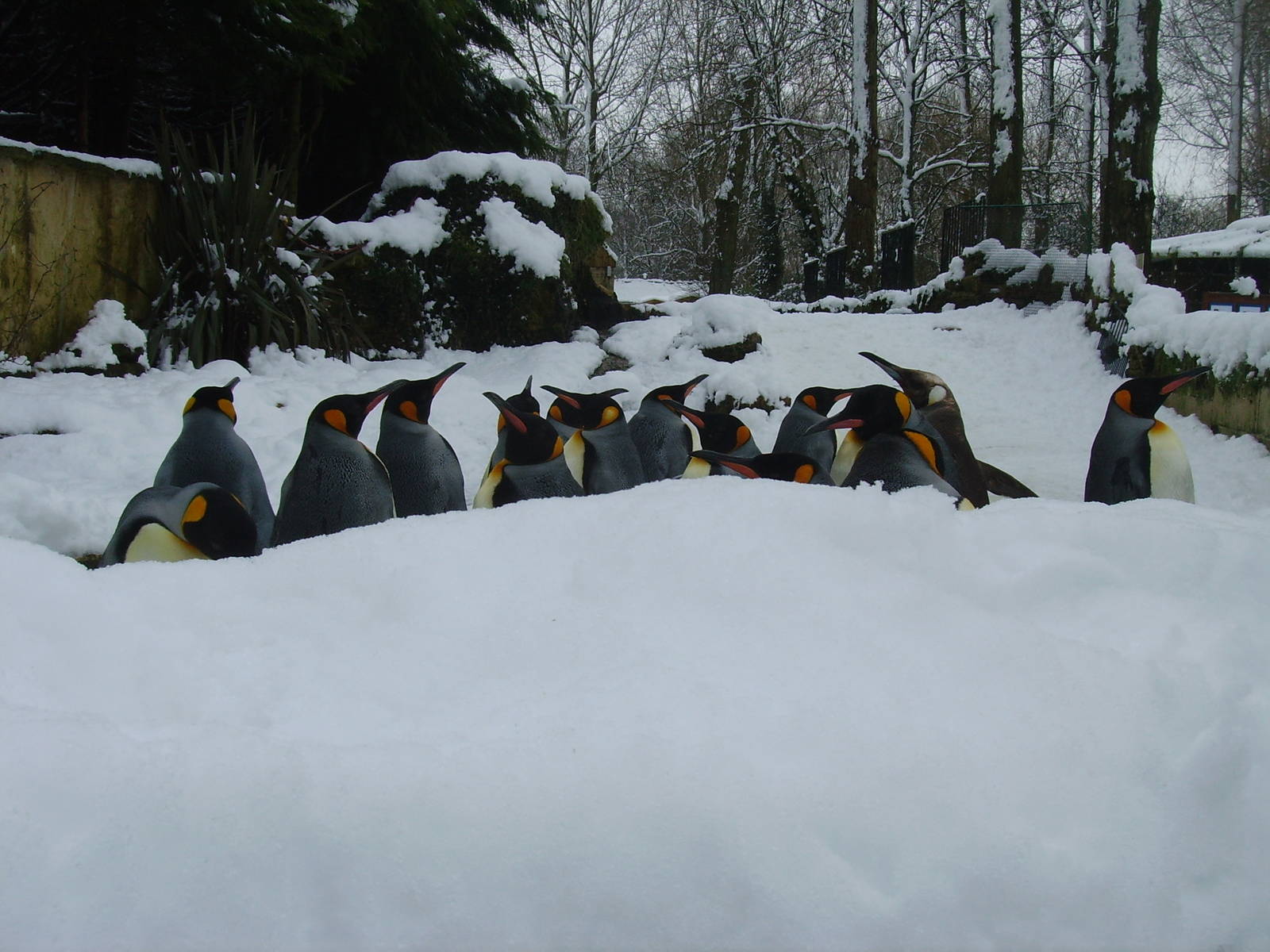 Birdland snow February 2009