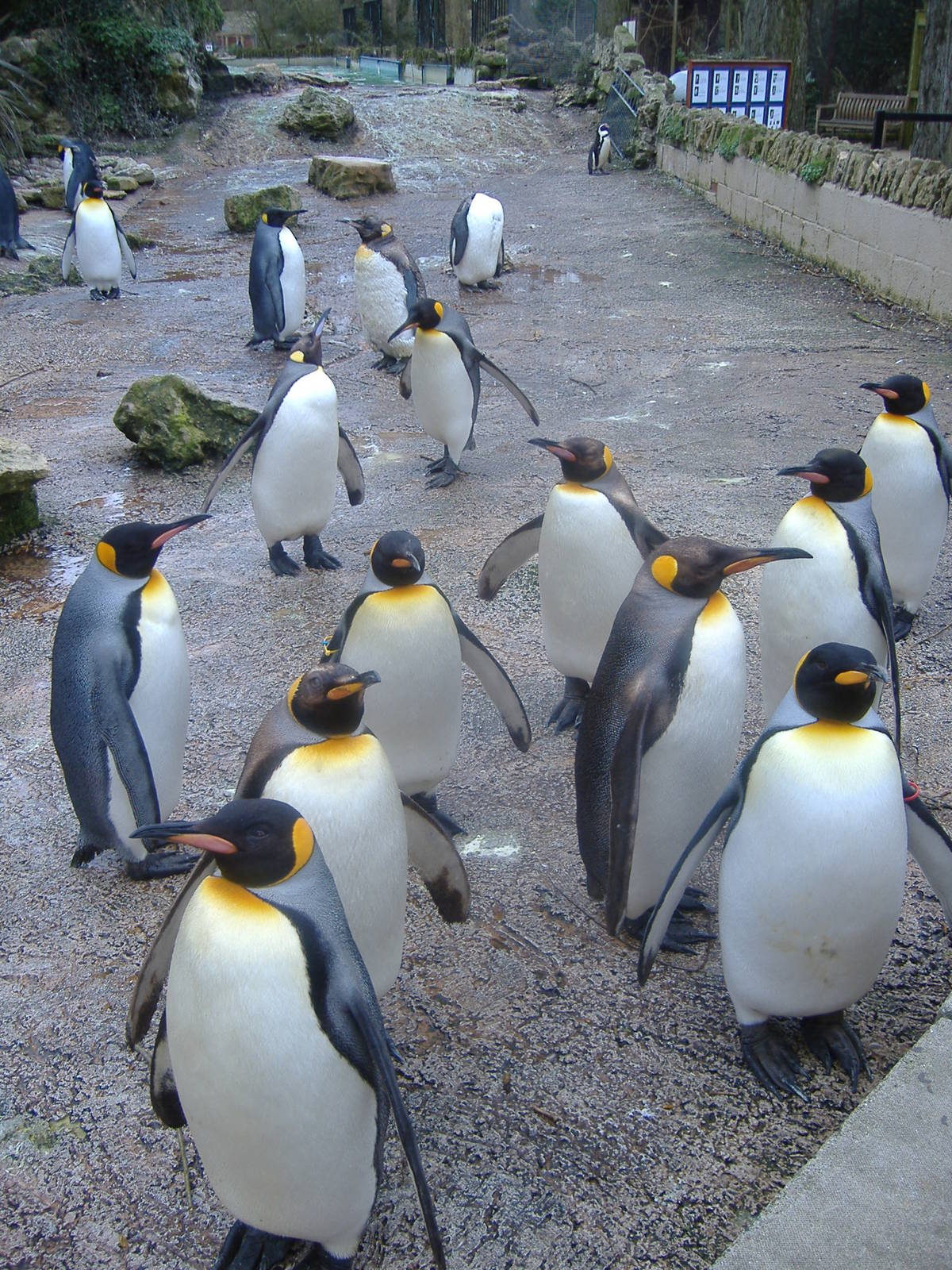 Birdland's King Penguins March 2008