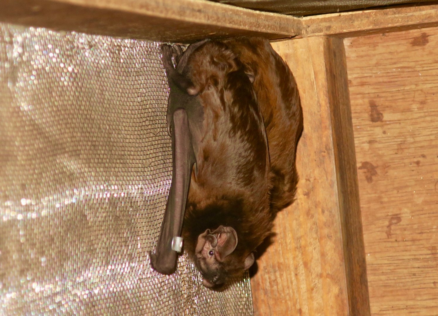 Birdlike Noctule (Nyctalus aviator)