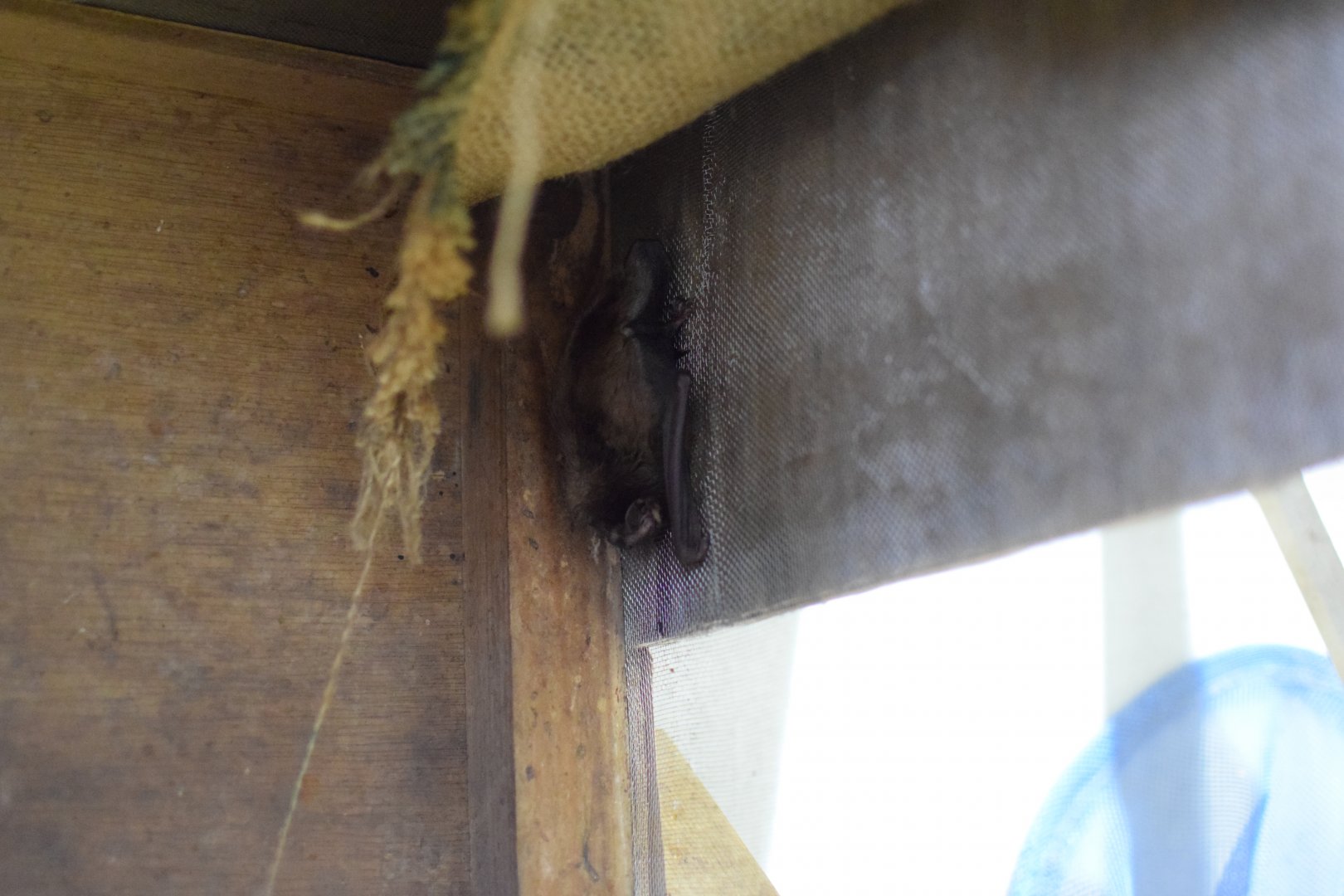 Birdlike noctule