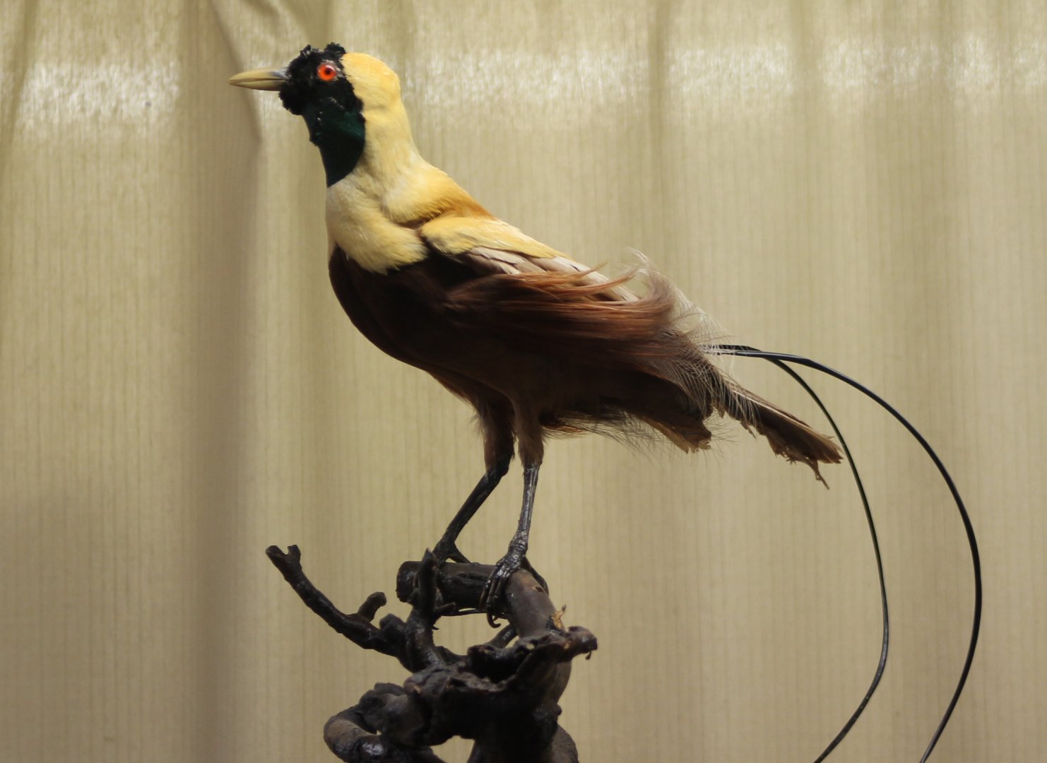 Birdmuseum - Red bird-of-paradise