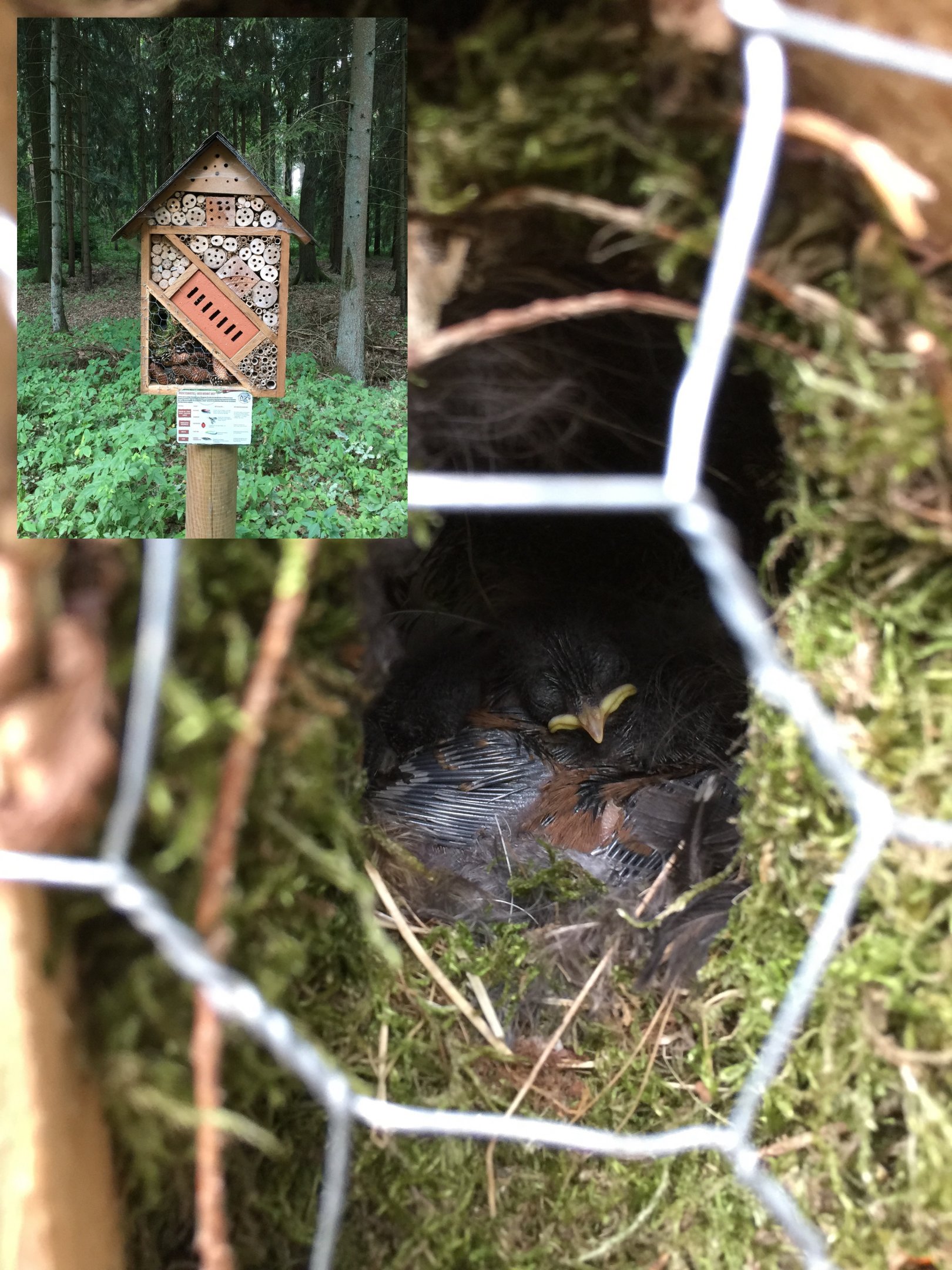 Birdnest in insect hotel