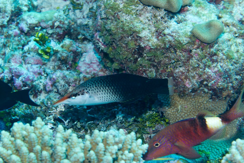 Birdnose Wrasse female (Gomphosus varius) and Manybar Goatfish (Parupeneus
