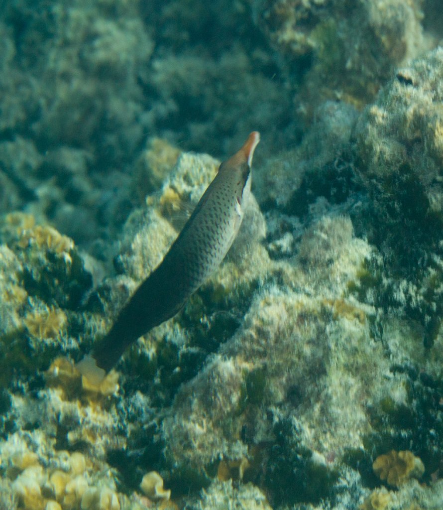 Birdnose Wrasse female (Gomphosus varius)