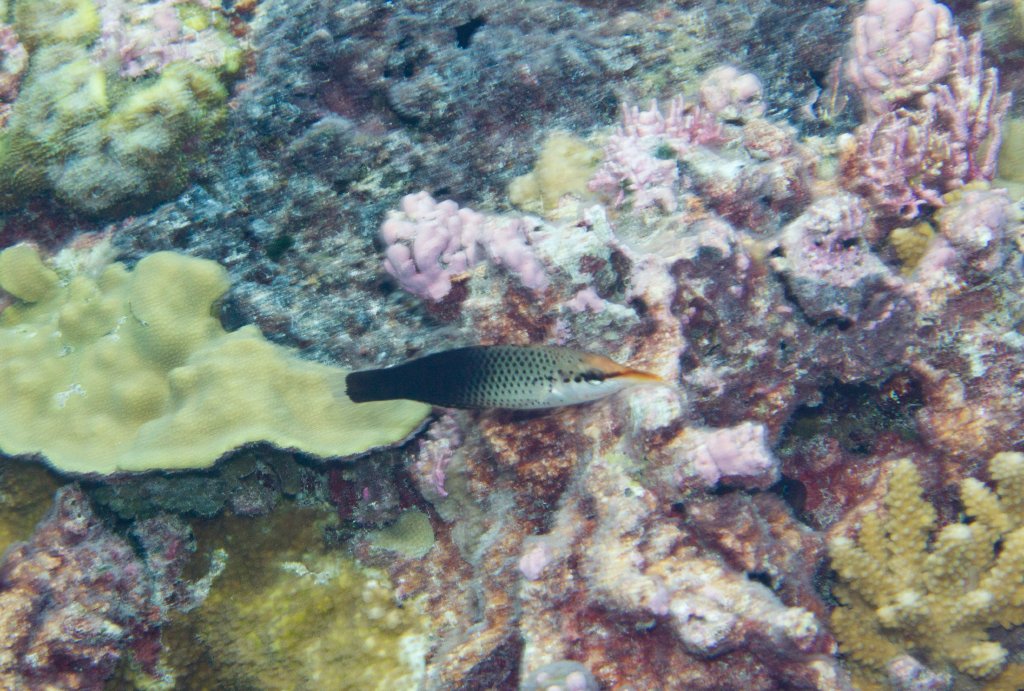 Birdnose Wrasse female (Gomphosus varius)