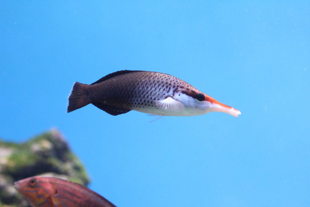 Birdnose Wrasse female