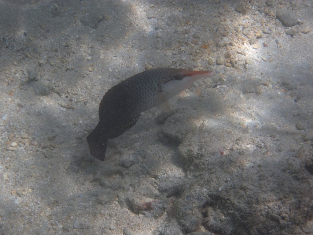 Birdnose Wrasse (Gomphosus varius) female