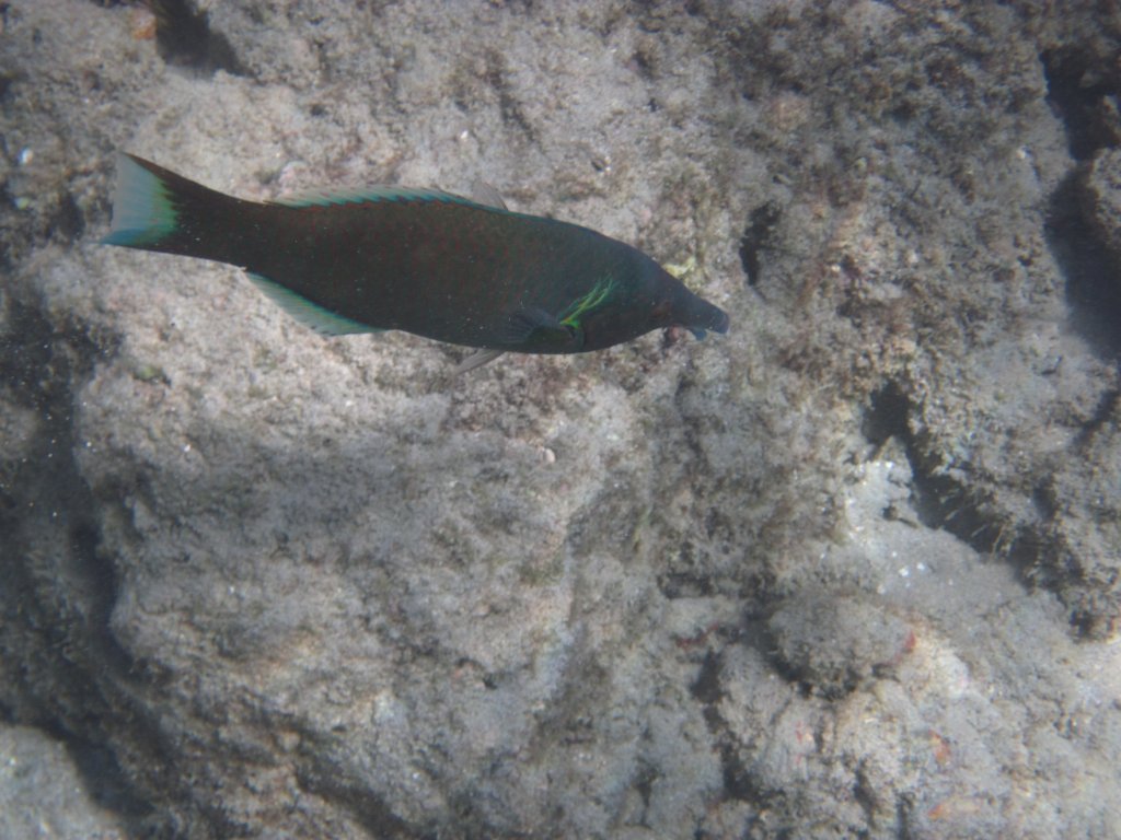 Birdnose Wrasse (Gomphosus varius) male