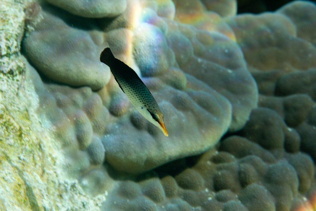 Birdnose Wrasse (Gomphosus varius)