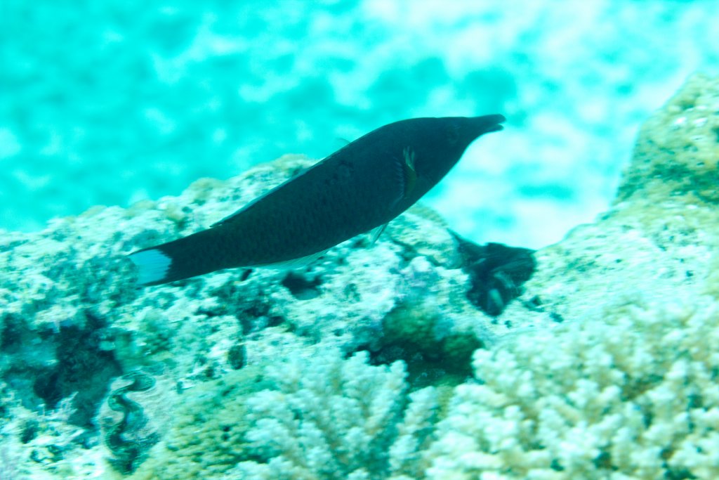 Birdnose Wrasse male (Gomphosus varius)