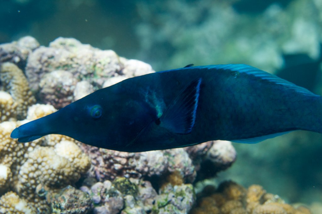 Birdnose Wrasse