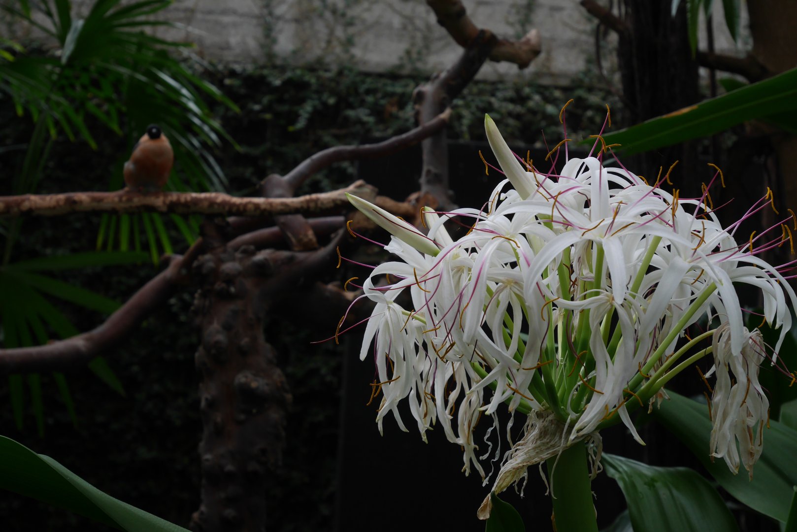Birds and Flowers - My First US Zoo Trip