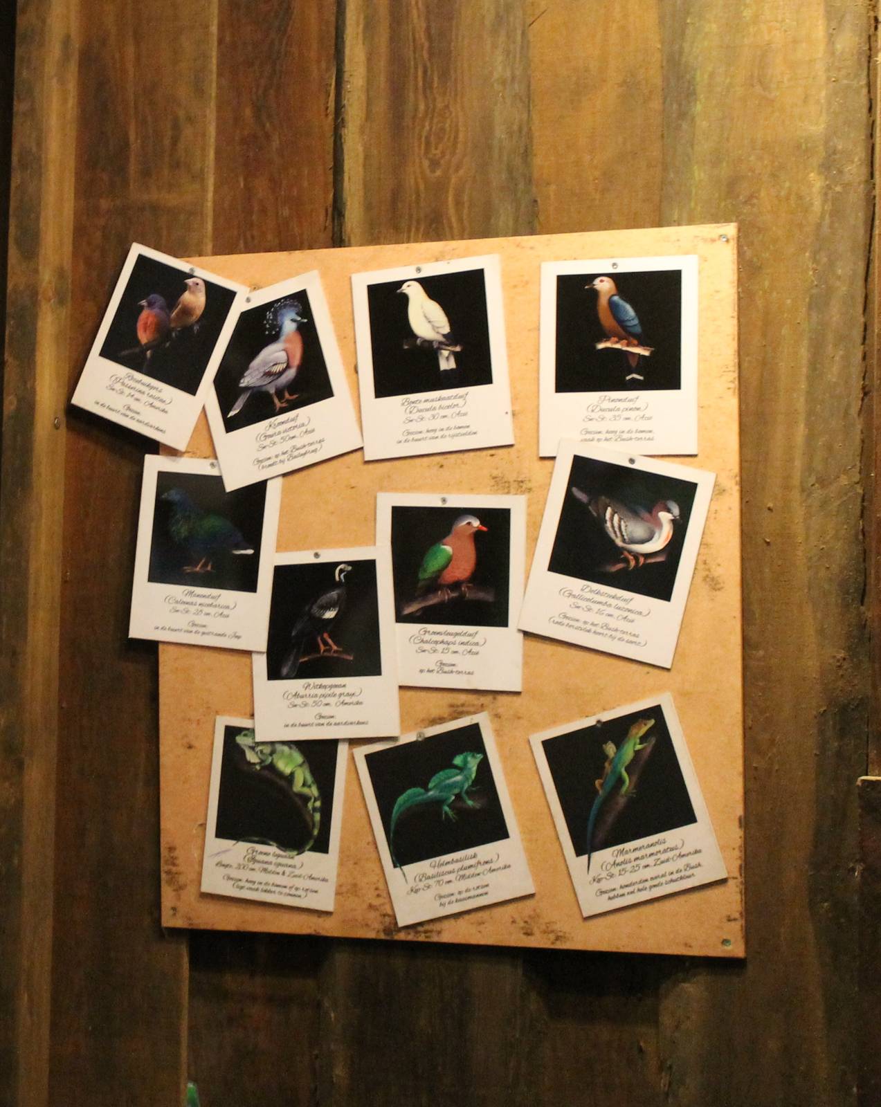 Birds - and lizards - in the Bush II