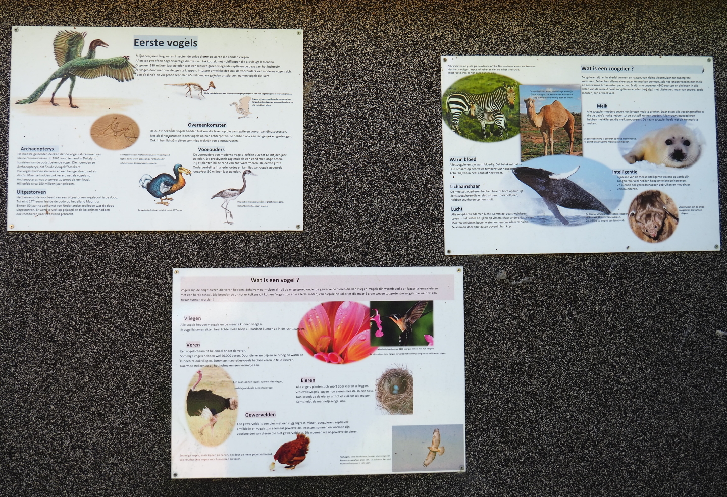 Birds and mammals education signs, 2019-06-01