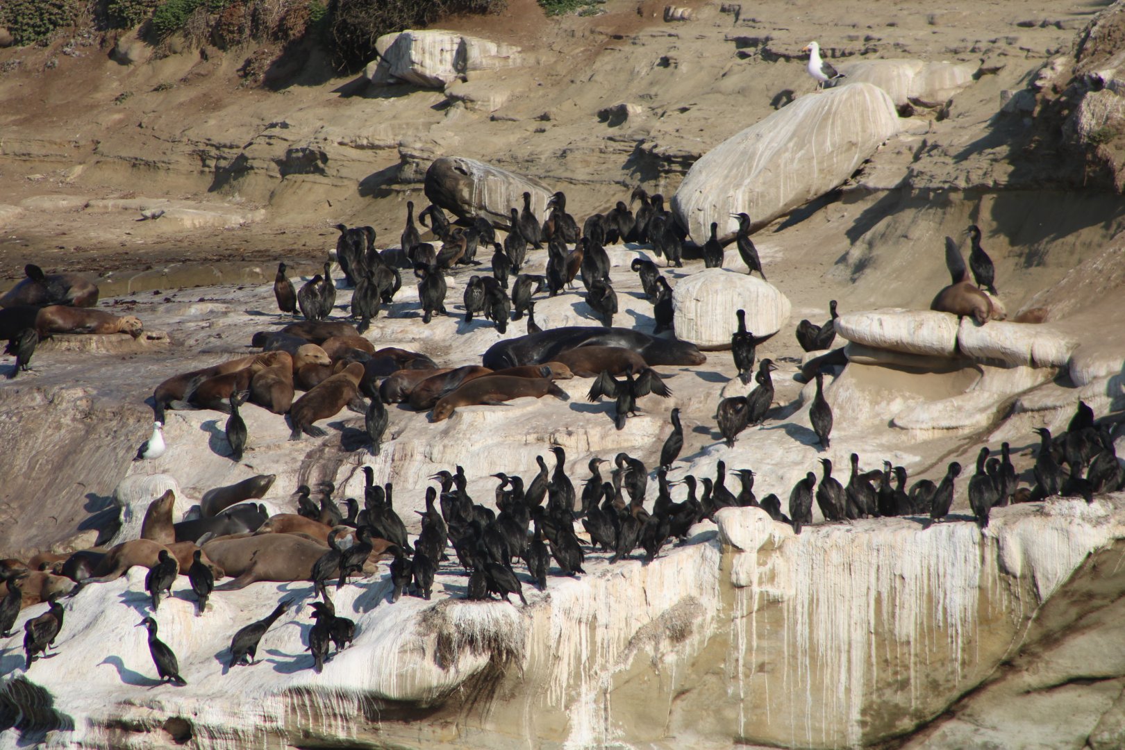 Birds and Sea Lions
