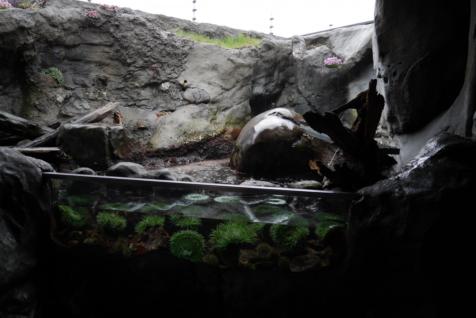 Birds and Shores - My First US Zoo Trip