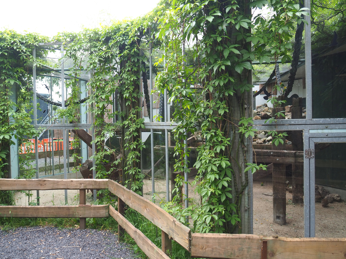 Birds and Yellow-spotted rock hyrax exhibit, 2022-05-17