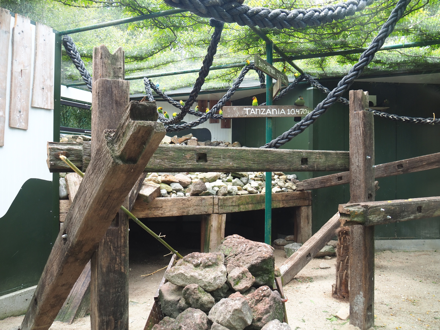 Birds and Yellow-spotted rock hyrax exhibit, 2022-05-17