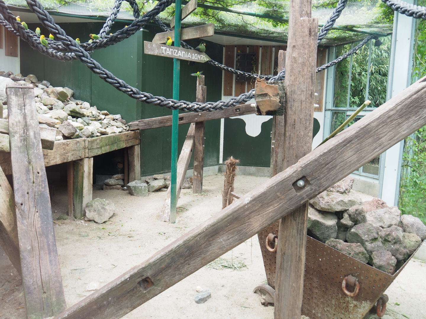 Birds and Yellow-spotted rock hyrax exhibit, 2022-05-17