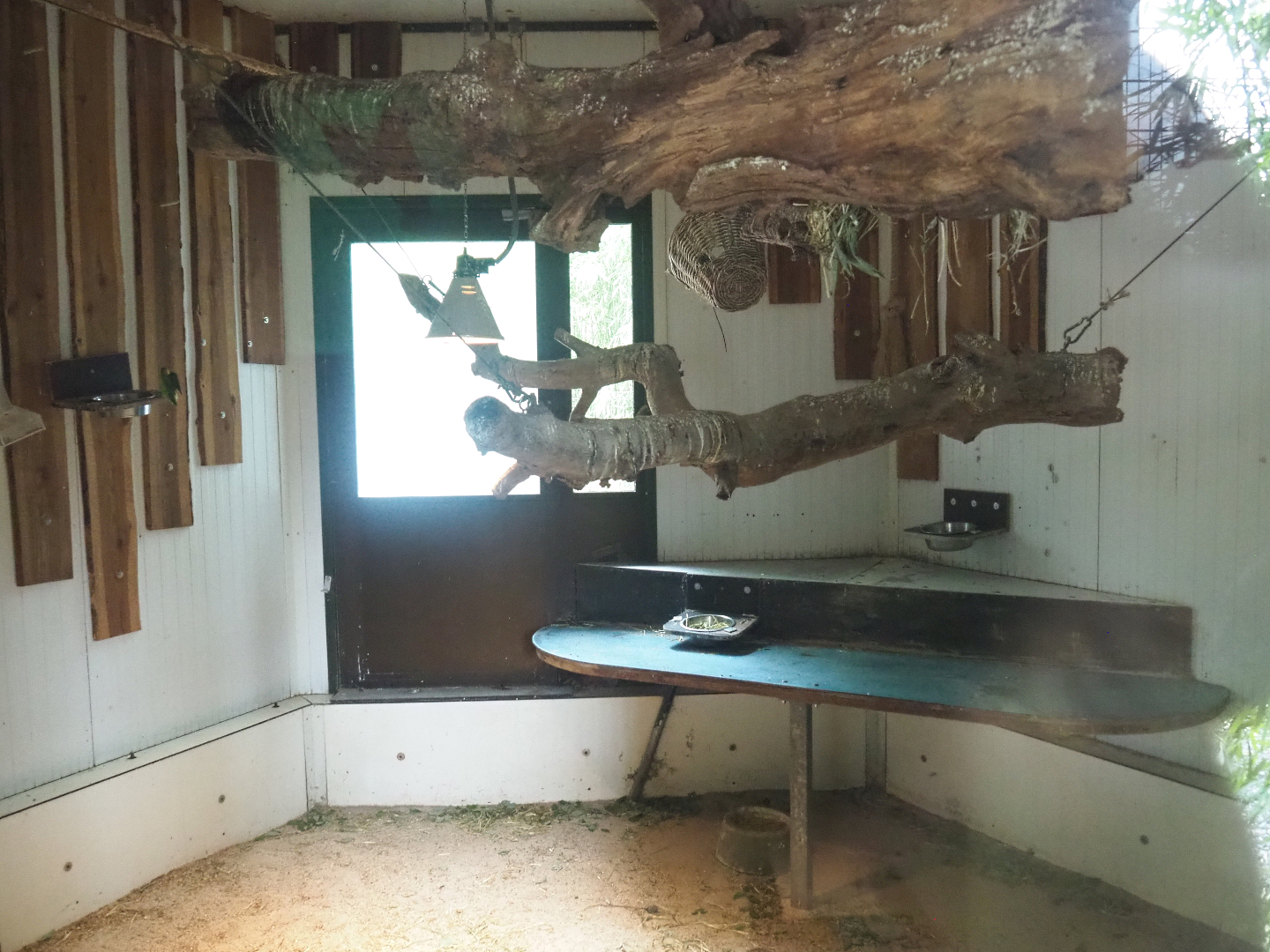 Birds and Yellow-spotted rock hyrax indoor exhibit, 2022-05-17