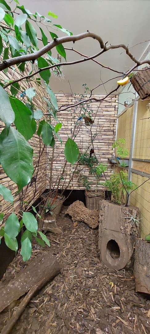 Birds + armadillo exhibit